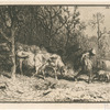 Paysage : troupeau de vaches.