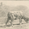 Moutons paissant.