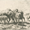 Moutons au pâturage.
