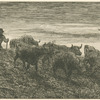 Troupeau de vaches.