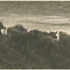 Troupeau de vaches.