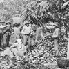 Opening cocoa pods, Trinidad.