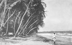 Along the shore, Jamaica.