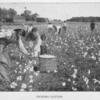 Picking cotton.
