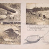 Battery of American gas mortars ; Tube, foundation, gas container and propelling charge ; Bursted gas container.