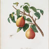 Pera Angelica. {Angelic pear