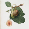 Fico Portoghese. [Figs from Portugal]