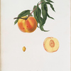 Pesca Moscatella. [Peaches]