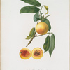 Noce-Pesca Cotogna. {Cotogna peach