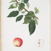 Mela Lazzerola. [Apple]