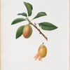 Susina Buonboccone. Prunus Catelanica