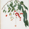 Ciliegia Progressiflora. [Cerasus visciola ; Visciola Cherries]
