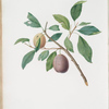 Susina vecchietti. [Prunus Catalanica ; Spanish plums]