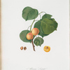 Albicocca luciente o, siu Alessandrina gialla precoce. [Yellow apricot]