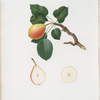 Pera reale. [Pyrus regalis ; Pear]