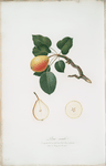 Pera reale. [Pyrus regalis ; Pear]