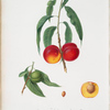 Pesca noce spiccagnola gialla a Buccia Paonazza. [Persica ; Walnut peach]