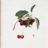 Cilegia visciolona. [Cerasus visciola ; Cherries]