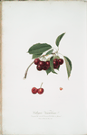 Cilegia visciolona. [Cerasus visciola ; Cherries]