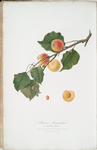 Albicocca Alessandrina a Mandorla Amara. [Armeniaca Alexandrina ; Apricot]