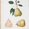 Pera Buon-Cristiana da inverno. [Pyrus Buon-Cristiano]