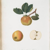 Mela carpendola. [Malus carpendolo]