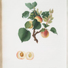Albicocca Alessandrina  bianca a Mandorla dolce o,  Alessandrina seconda. [Apricot]