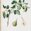 Pera bugistfs. [Pyrus mendax ; Pear]