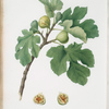 Fico verdeccio. [Ficus carica ; Fig]