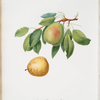 Pera butira estiva. [Pyrus butyra ; Pear]