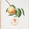 Pesca Duracina bianca tardiva o, Biancona di Verona. [Persivca Iulodermis ; Duracina peach]