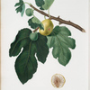 Fico Albo. [Ficus carica ; Fig]