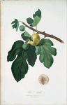 Fico Albo. [Ficus carica ; Fig]