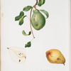Pera spadona vernina, o, Pera S. Germana. Pyrus-spadonnia