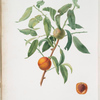 Pesca spiccagnola gialla. [Amygdalus persica iulodermis]