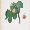 Fico Trojano. [Fico Troiano ; Fig]