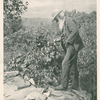 John Burroughs, near his home in the Catskills.