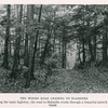 The woods road leading to Slabsides. [from 'Natural History, Sept. - Oct. 1931, pg. 504].