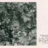 Hermit thrush on nest. To John Burroughs, the song of the hermit thrush was the finest sound in nature. [from 'Natural History, Sept. - Oct. 1931, pg. 510].