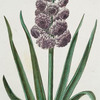Hyacinthvs I = Gloria Mundi. [Hyacinth]
