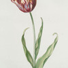 Tvlipa I = Fraeulein von Münchingen. [Tulip]