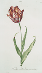 Tvlipa I = Fraeulein von Münchingen. [Tulip]