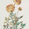 Ranvncvlvs I = Flavia. [Ranunculus I ; Ranuculus I ; Buttercups]