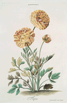 Ranvncvlvs I = Flavia. [Ranunculus I ; Ranuculus I ; Buttercups]