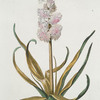 Hyacinthvs II = Koning van Grppt Britanten. [Hyacinth II, King of Great Britain]