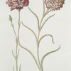 Caryophllvs II = Le Roy de Persans ; Caryophllvs I = Kayser Carl der VI. [Caryophyllus ; Carnation ; King of Persia ; Emperor Charles VI]