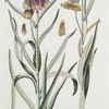 Frittilaria I = Viperino flore ; Fritillaria II = Aquitanica. [Missionbells]