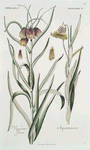 Frittilaria I = Viperino flore ; Fritillaria II = Aquitanica. [Missionbells]