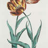 Tvlipa II = La Solitaire brune. [Tulip II]