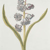 Hyacinthvs III = Overwinnaer. [Hyacinth III]